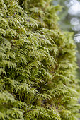 Hylocomie brillante (Hylocomium splendens) en fin d'hiver, Vercors, Isère, France