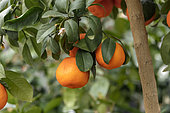 Rangpur lime (Citrus x limonia) on tree
