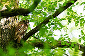 Tawny owl (Strix aluco) on a branch, Europe