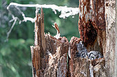 Tengmalm's Owl (Aegolius funereus) nesting in a tree trunk, Jura, Vaud, Switzerland