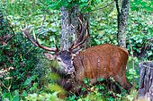 Red deer (Cervus elaphus) male in forest, Vaud, Switzerland