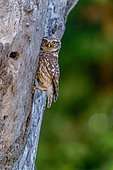 Little Owl (Athene noctua) on a tree, Canton of Geneva, Switzerland
