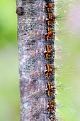 Hairy caterpillar on a branch, Vaud, Switzerland