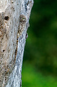Little Owl (Athene noctua) young on a tree, Canton of Geneva, Switzerland