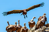 Griffon vulture (Gyps fulvus) on a rock, Aveyron, France