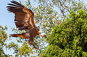 Griffon Vulture (Gyps fulvus) in flight, Aveyron, France