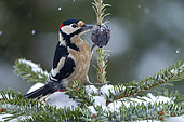 Spotted woodpecker (Dendrocopos major) in snow, Yvelines, France