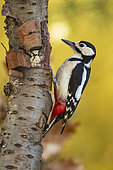 Spotted woodpecker (Dendrocopos major) on a trunk, Yvelines, France