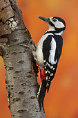 Spotted woodpecker (Dendrocopos major) on a trunk, Yvelines, France