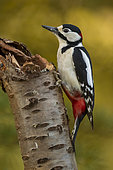 Spotted woodpecker (Dendrocopos major) on a trunk, Yvelines, France