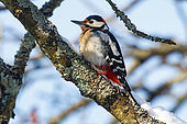 Spotted woodpecker (Dendrocopos major) on a branch in winter, Yvelines, France