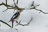 Pic épeiche (Dendrocopos major) dans la neige, Yvelines, France