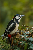 Spotted woodpecker (Dendrocopos major) on a stump, Yvelines, France