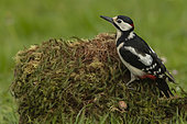 Spotted woodpecker (Dendrocopos major) on a mossy stump, Yvelines, France