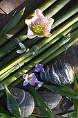 Bamboo (Phyllostachys bissetii), Christmas rose (Helleborus), Crocus (Crocus sp) and Snowdrop (Galanthus nivalis) flowers, stones, zen atmosphere in the garden