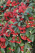Red berries of Cotoneaster (Cotoneaster sp)