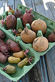 Potato sprouter (Solanum tuberosum), use egg cartons to stack them