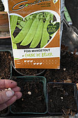 How to sow mangetout pea (Pisum sativum var. macrocarpon) seeds in the vegetable garden