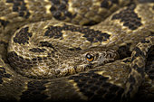Brown water snake (Nerodia taxispilota) portrait