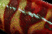Caméléon-panthère (Furcifer pardalis) détail de la peau