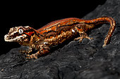 Gargoyle gecko (Rhacodactylus auriculatus) on black background