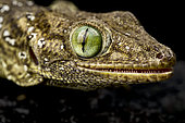 Green-eyed gecko (Gekko smithii) on black background