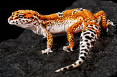 Leopard gecko 'Tangerine' (Eublepharis macularius) on black background