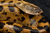 Müller’s sand boa (Eryx muelleri).