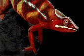Panther chameleon (Furcifer pardalis) male.
