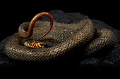 Redbelly water snake (Nerodia erythrogaster erythrogaster) on black background