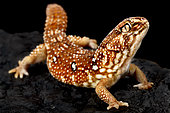 South African giant ground gecko (Chondrodactylus angulifer) on black background
