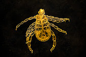 Sheep tick (Ixodes ricinus) light microscopy