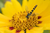 Hoverfly (Sphaerophoria scripta) on a garden flower, Bouxières aux dames, Lorraine, France
