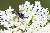 Tachinid fly (Clairvillia biguttata) parasites of Squash bug (Coriomeris denticulatus) on flower, Lorraine, France