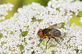 Hoverfly (Phasia hemiptera) on wild carot flower, Lorraine, France