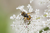 Tachinid fly (Gymnosoma sp) on wild carot flowers, Lorraine, France