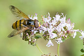 Hornet Mimic Hoverfly (Volucella zonaria) on Oregano (Origanum vulgare) flowers, Lorraine, France