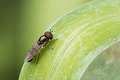 Syrphid fly (Melanostoma sp) on a leaf, Lorraine, France