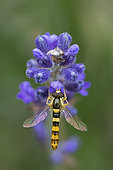 Hoverfly (Sphaerophoria scripta) on lavender flowers, Lorraine, France