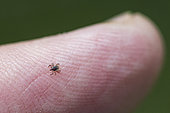 Sheep tick (Ixodes ricinus) nymph on a finger, Lorraine, France