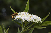 Hoverfly (Volucella inanis) on Elder flowers, Jean-Marie Pelt Botanical Garden, Nancy, Lorraine, France