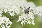 Grey and black tachinid fly (Tachinidae sp) on Umbelliferae flowers, Lorraine, France