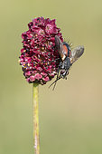 Tachinid fly (Eriothrix rufomaculata) on Salade burnet flowers, Lorraine, France