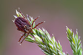 Tick (Dermacentor reticulatus) on grass, Moselle, France