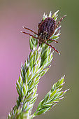 Tick (Dermacentor reticulatus) on grass, Moselle, France
