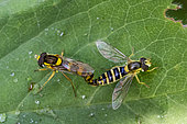 Hoverfly (Sphaerophoria scripta) mating on leaf, Kalmthout, Belgium