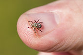 Ornate sheep tick (Dermacentor marginatus) on a thumb, Alsatian Ried, France