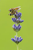 Syrphid fly (Syrphidae sp) mating on lavender flowers, Conservatoire et jardins botaniques de Nancy, Montet, Lorraine, France