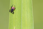 Sheep tick (Ixodes ricinus) adult female on a blade of grass, Lorraine, France