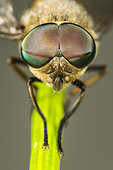 Horsefly (Tabanus bromius) eyes, Lorraine, France